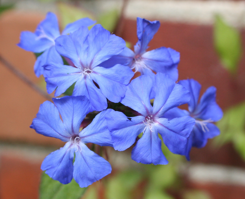 Cerato at Mt. Vernon