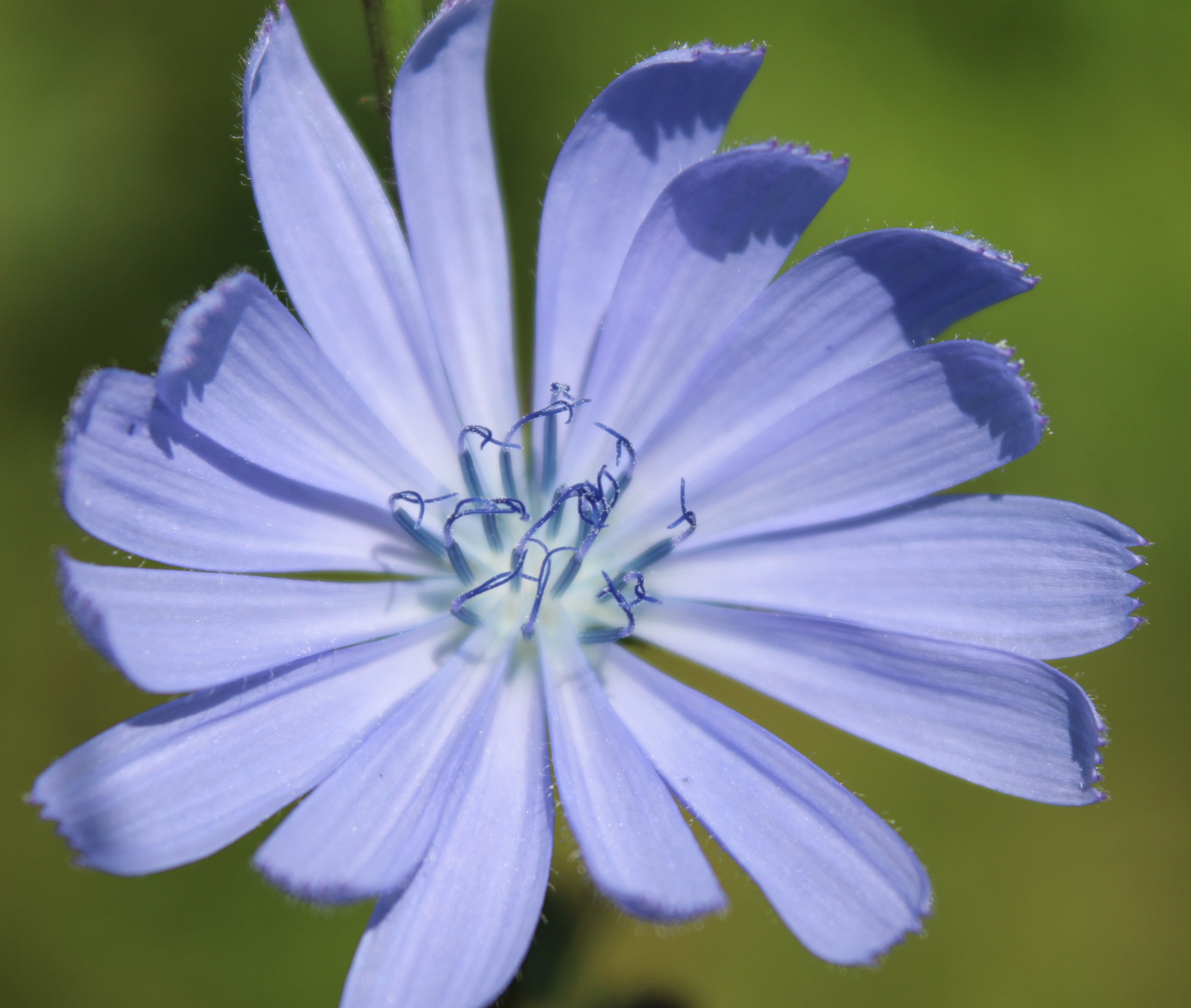 Chicory 2016 3