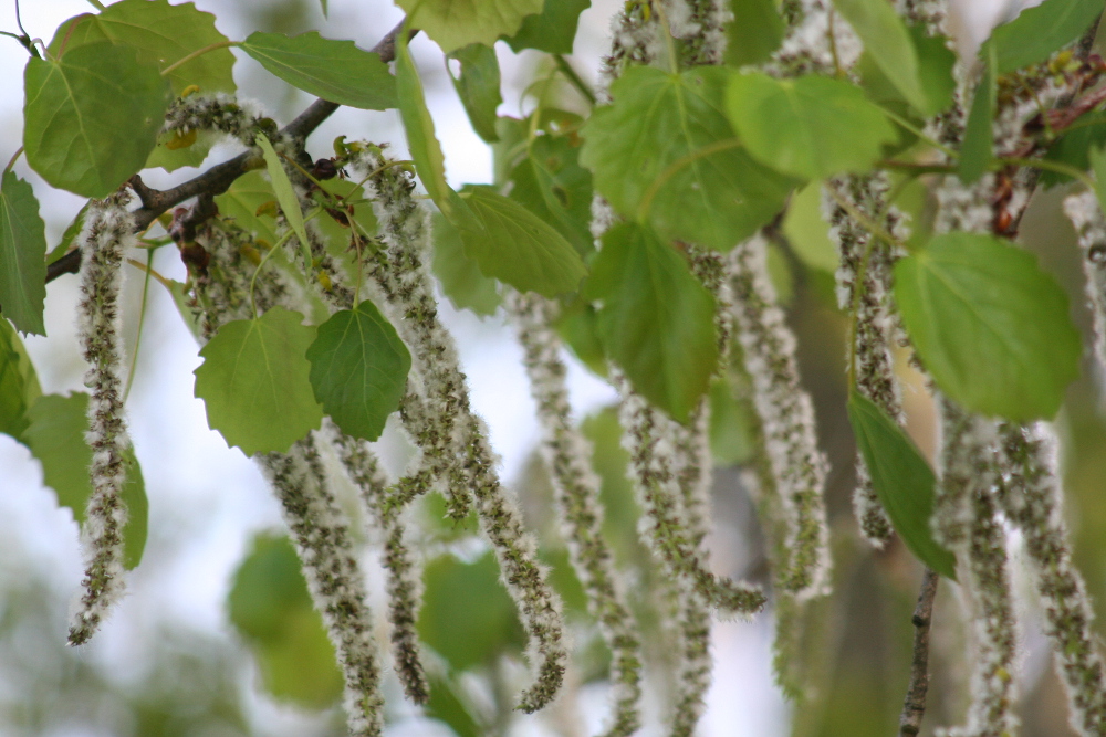Fertilised aspen flowers