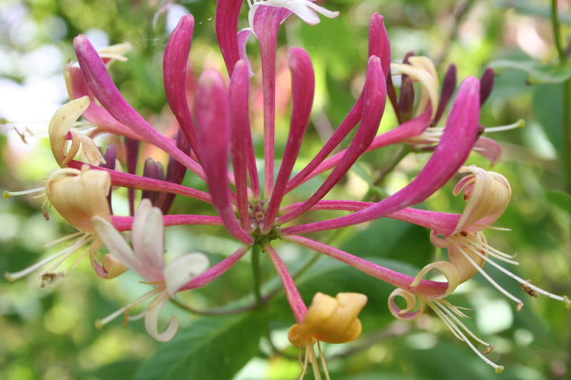 Honeysuckle at Mt. Vernon