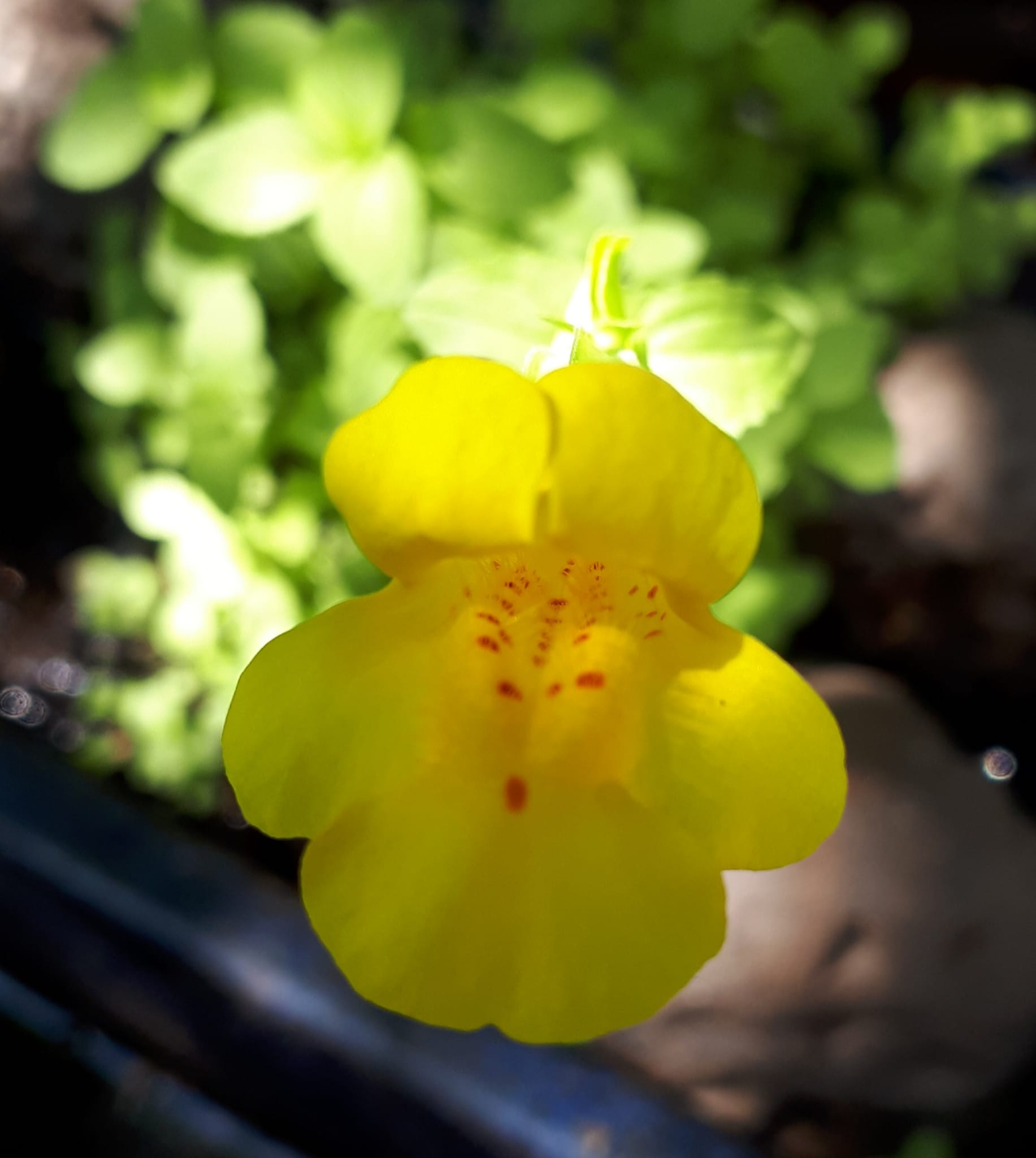 Mimulus Bach flower remedies Simone Knorr