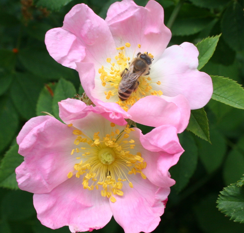 Wild rose at Mt. Vernon