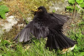 blackbird rescue remedy