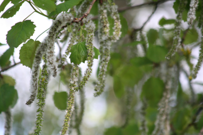 Aspen-Bachbl&uuml;ten