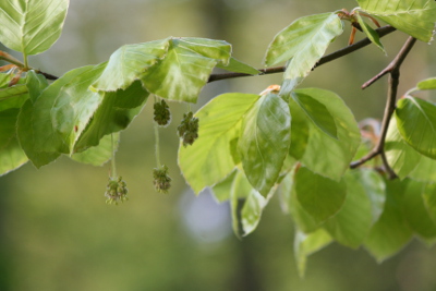 Beech Bachblüten