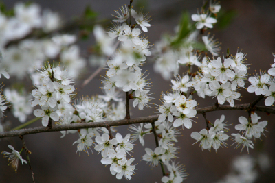 Cherry Plum Bachblüten