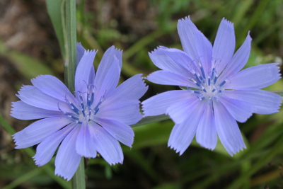 Chicory bachblüten