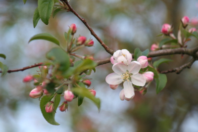 Crab Apple bachblüten