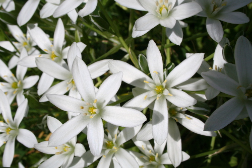Star of Bethlehem 2