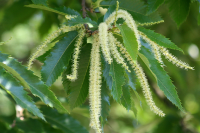 Sweet Chestnut-Bachbl&uuml;ten