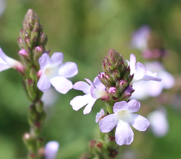Vervain flowers