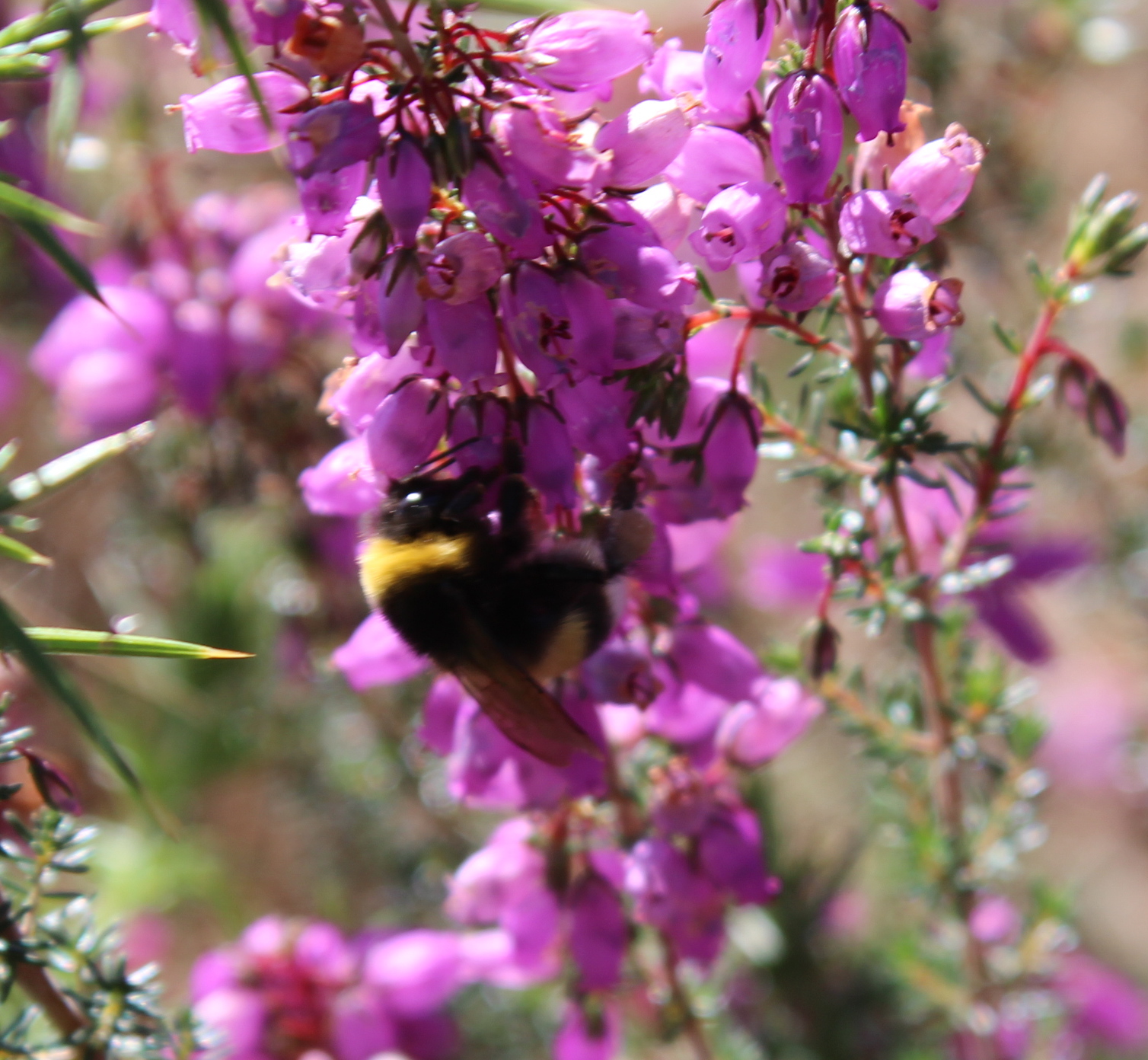 bee heather 2017