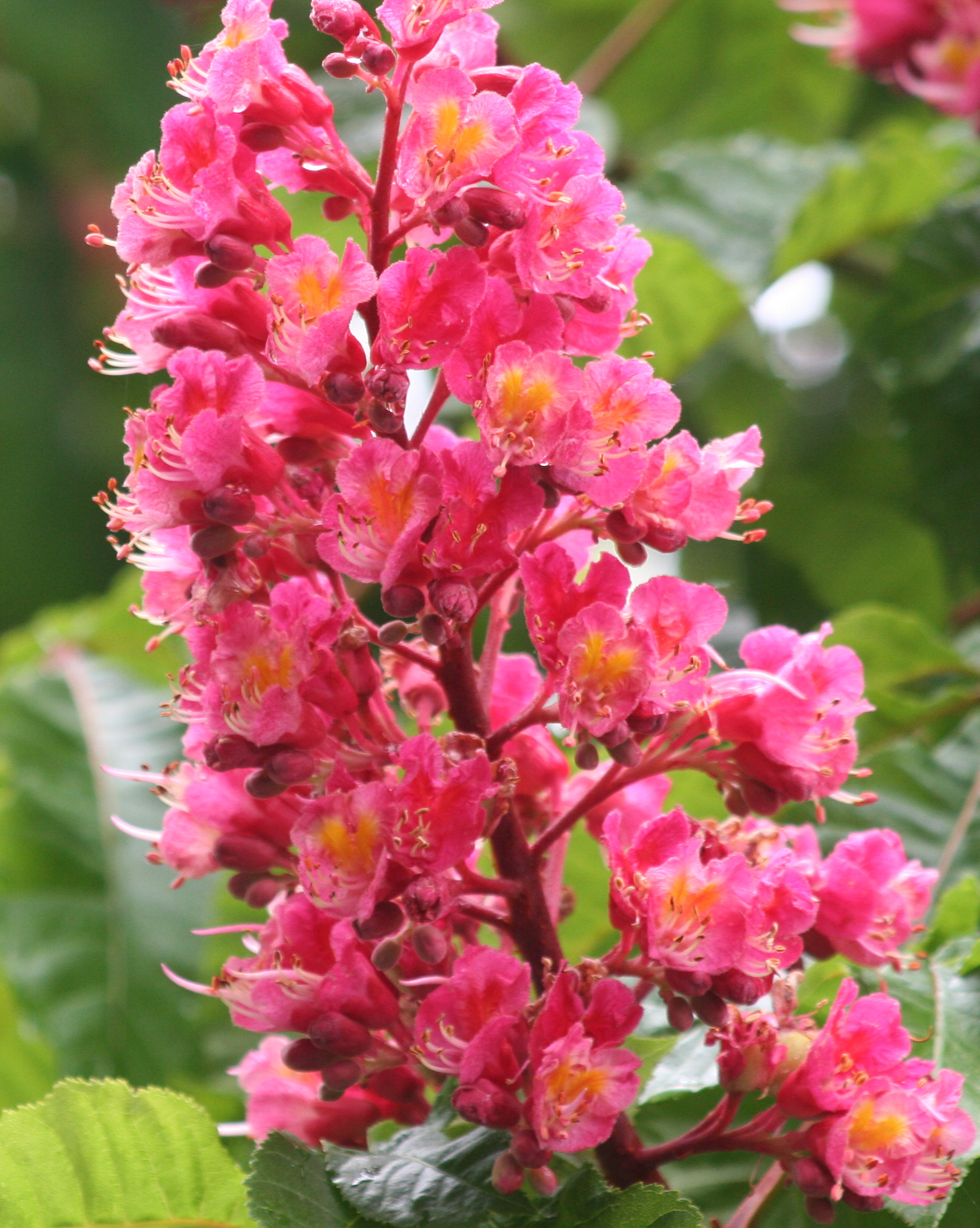 close up Red Chestnut